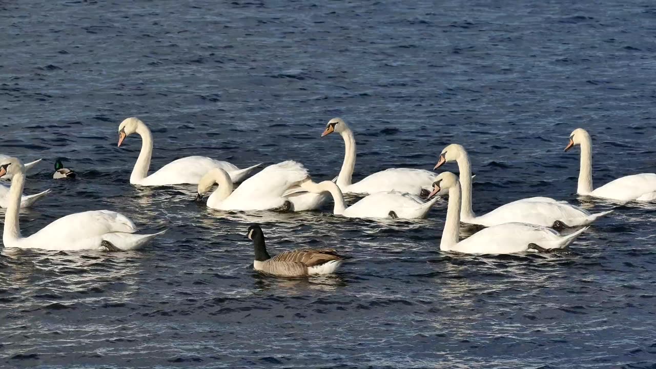 Beautiful ducks enjoying in lake during sunny day