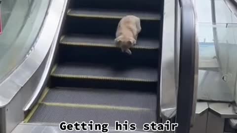 Getting his stair workout in2