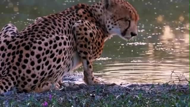 Cheetah animal