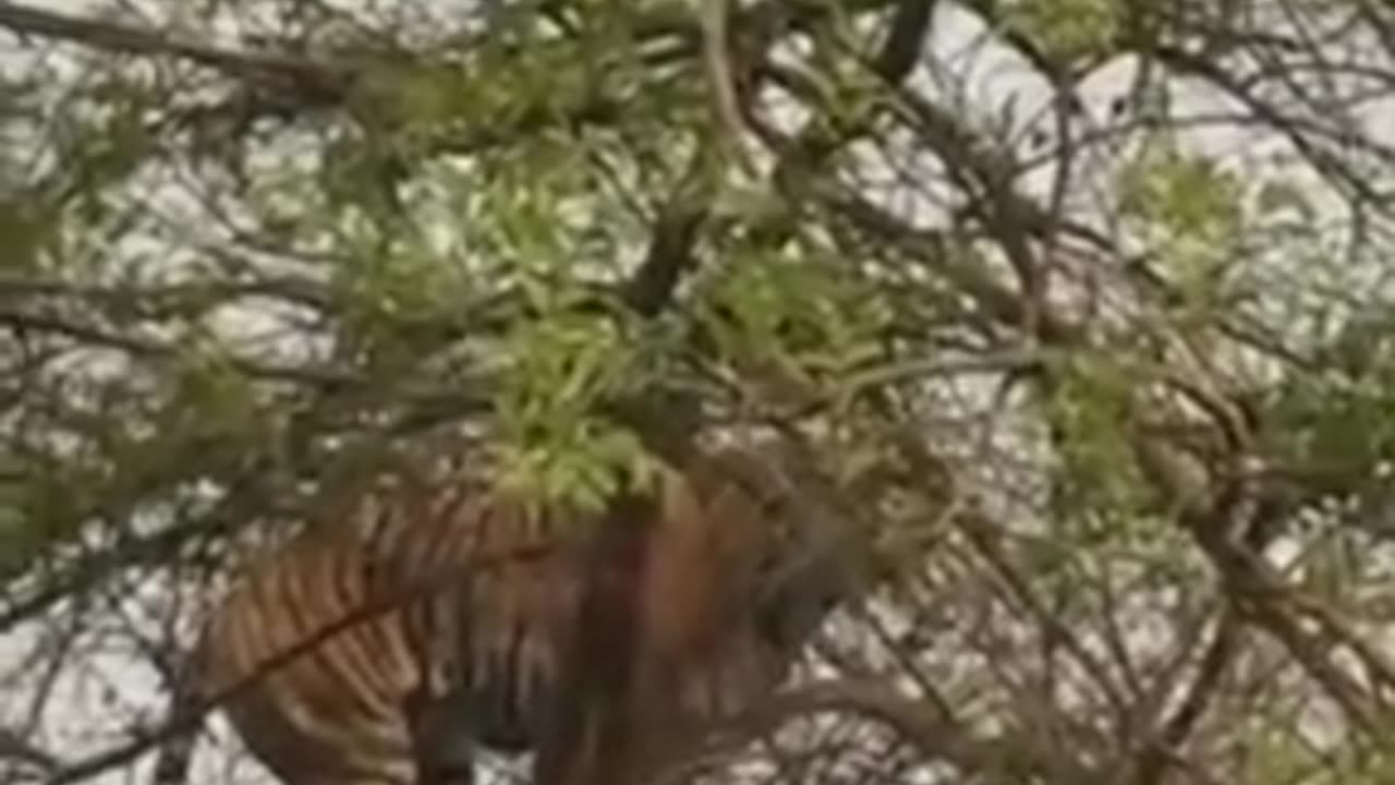 Tiger vs Monkey