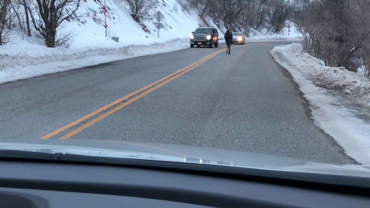 Family Reacts to a Close Encounter With a Moose