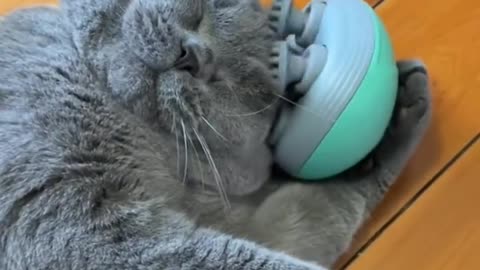 Adorable and Hilarious Cat Video to Brighten Your Day!