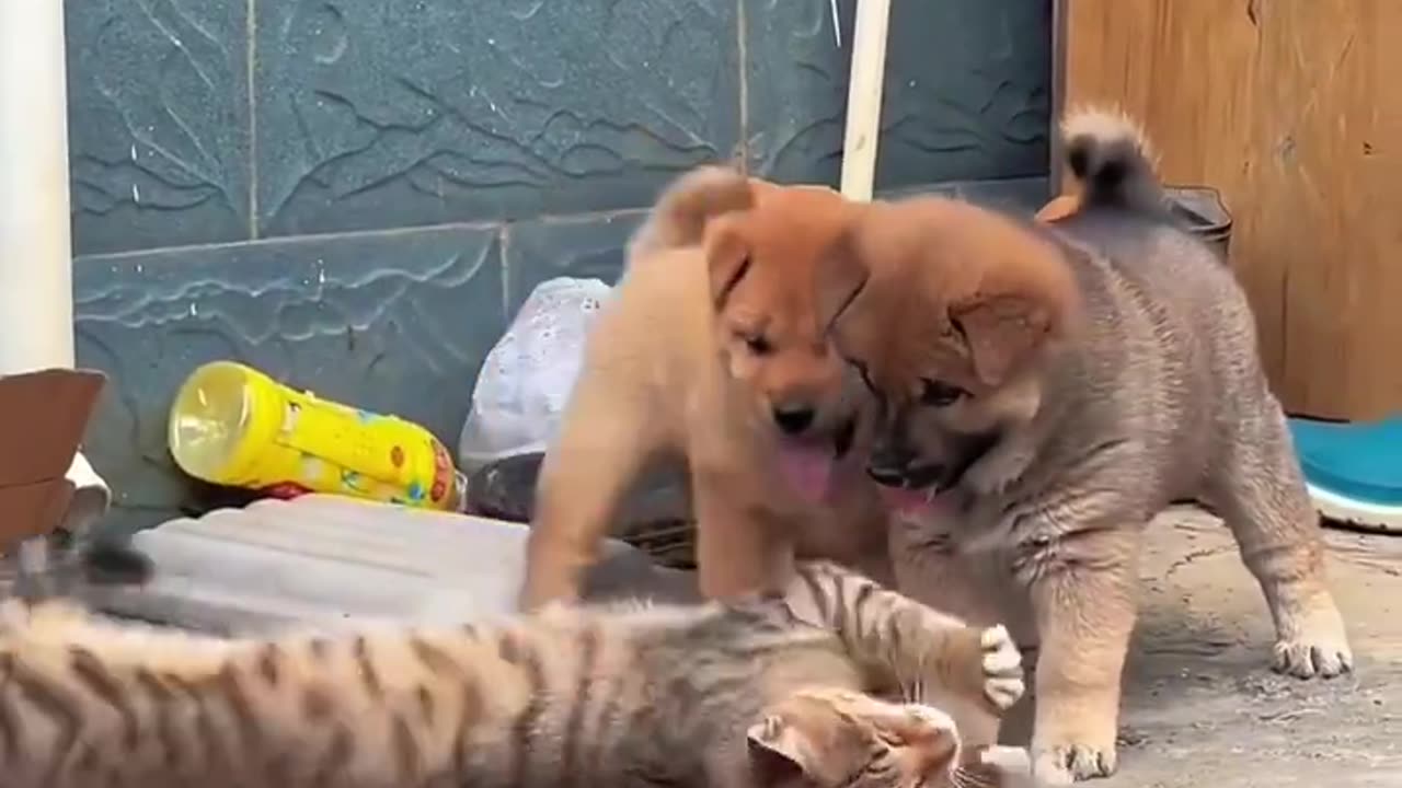 Cat viciously attacked by puppies