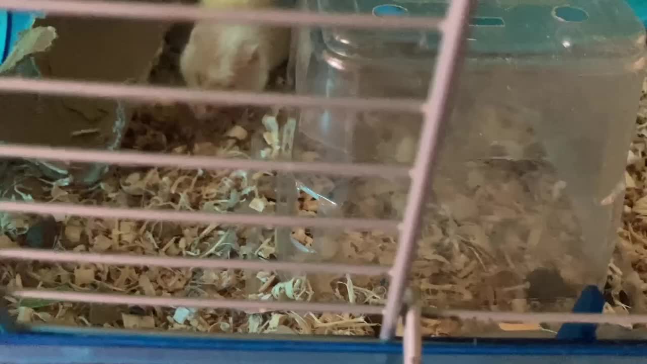 Ralph the mouse cage match