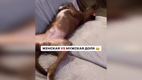 Animaux droles