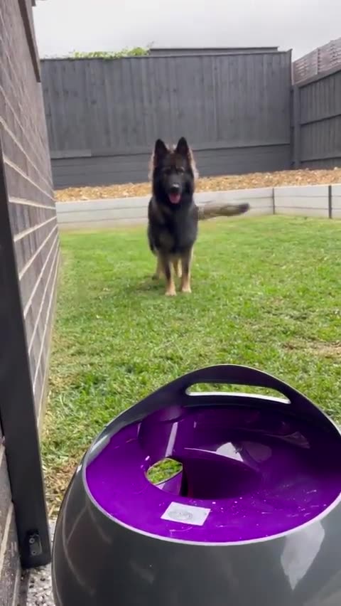 Funny dog 🐕🐕🐕 video viral