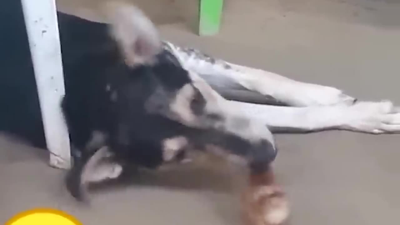 Dog funny video