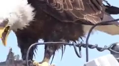 Blade Eagle Eating a Large Fish for Lunch Longer Version 🦅🦅