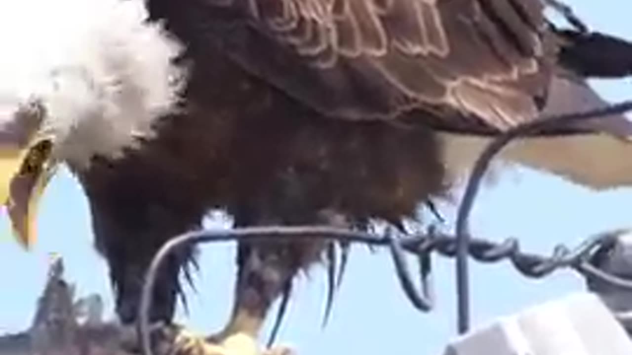 Blade Eagle Eating a Large Fish for Lunch Longer Version 🦅🦅