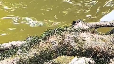 Man Removes Tangled Mess From Bird's Beak