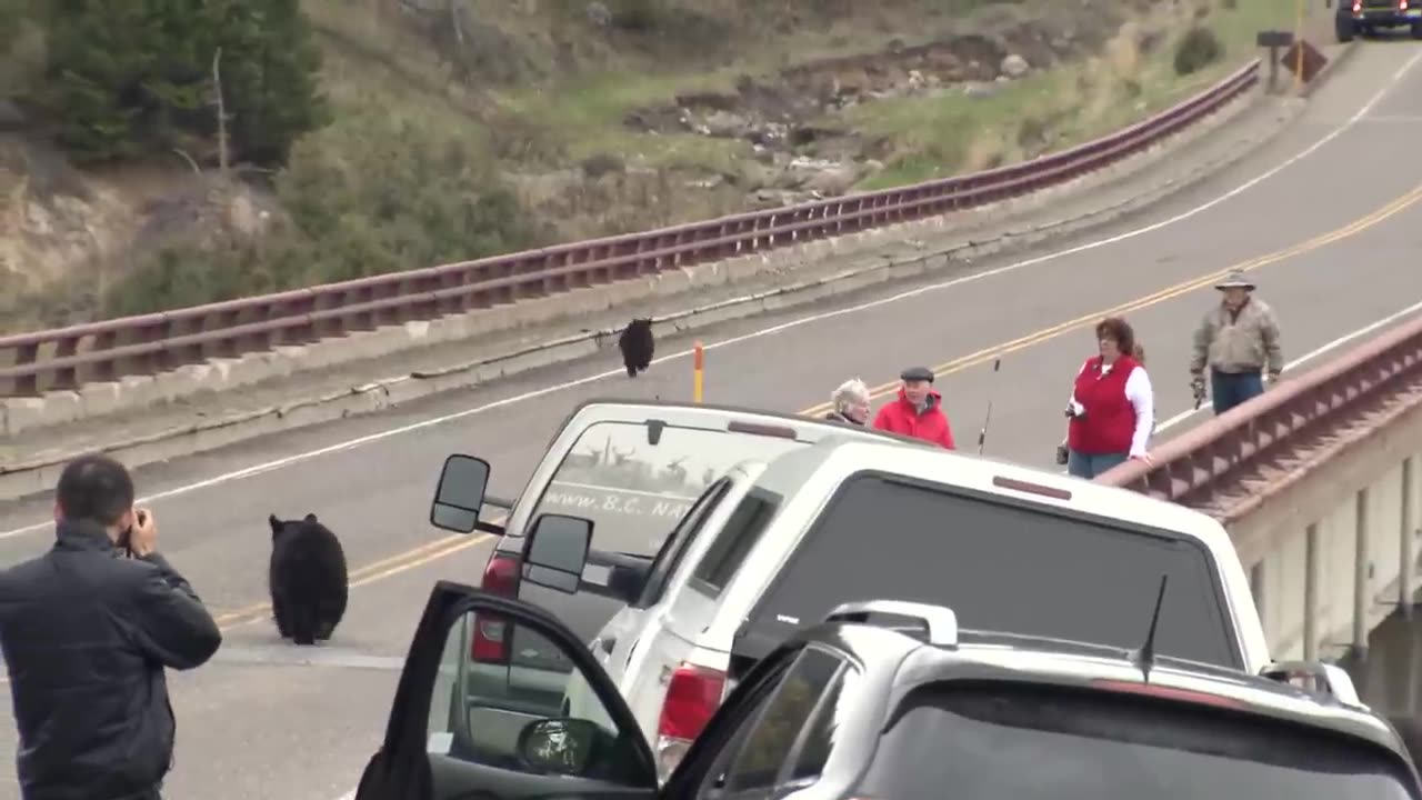 Black Bears Take Over the Highway