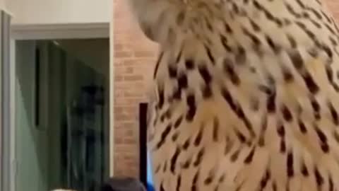 The owl reacts when the owner places his hand