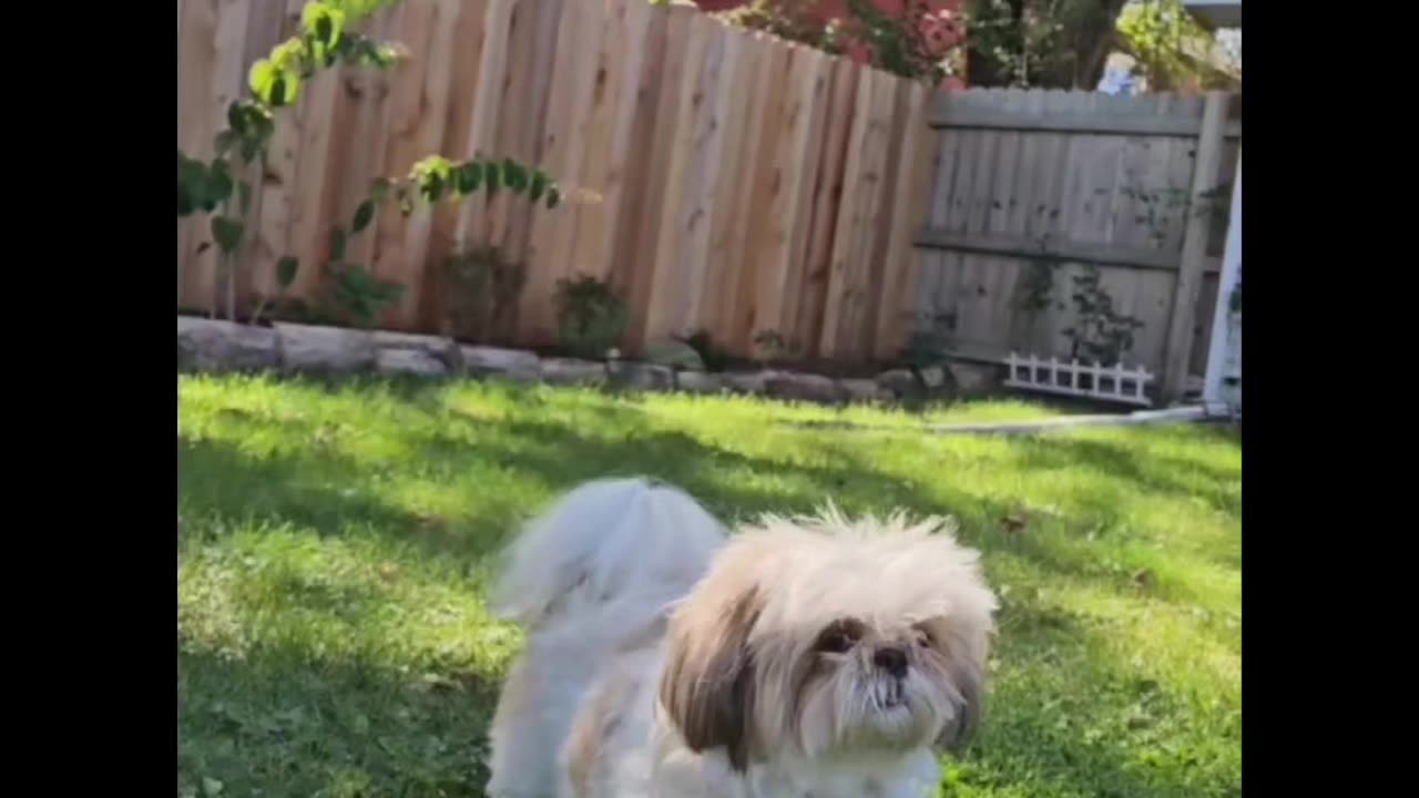 Rosie Shows Her Cuteness, WITH A SPECIAL BARK AT THE END (Featuring Rosie The Shihtzu)