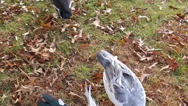 2 Muscovy Ducks "Fighting" Mallards just watching.