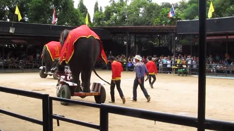 IOI 2011 - The Elephant Show - Riding the Bicycle