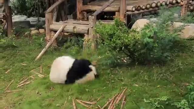 The giant panda