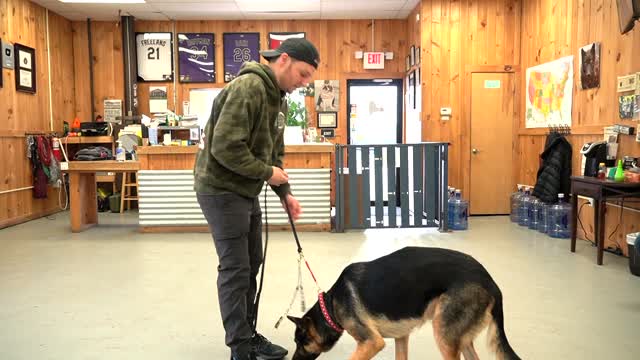 How to teach your dog to enjoy wearing a collar | My dog HATES being touched