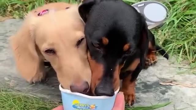 So many puppies in the world.