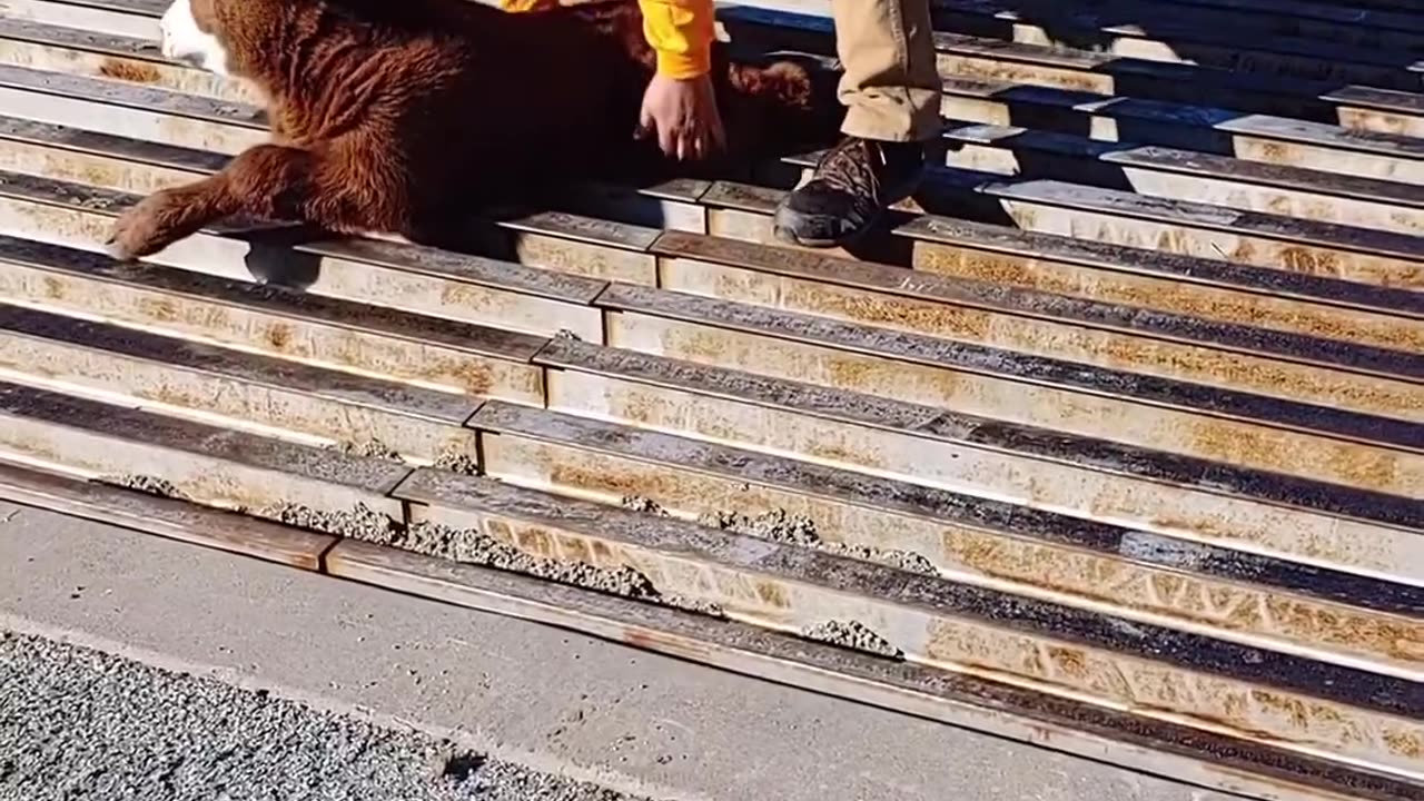 Baby calf was stuck in the middle of the road..man save his life❤️❤️