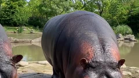 hippo