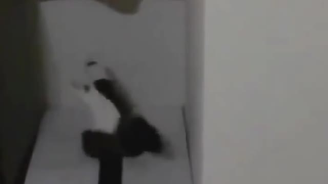 cat that is acting up