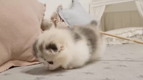 cute kitten videos short leg cat- KimsKennelUS