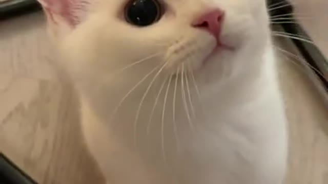 Cute Cats and Funny Animals Compilation 😹 Try Not To Laugh Challenge 💚 Cute Cat Land VOL1