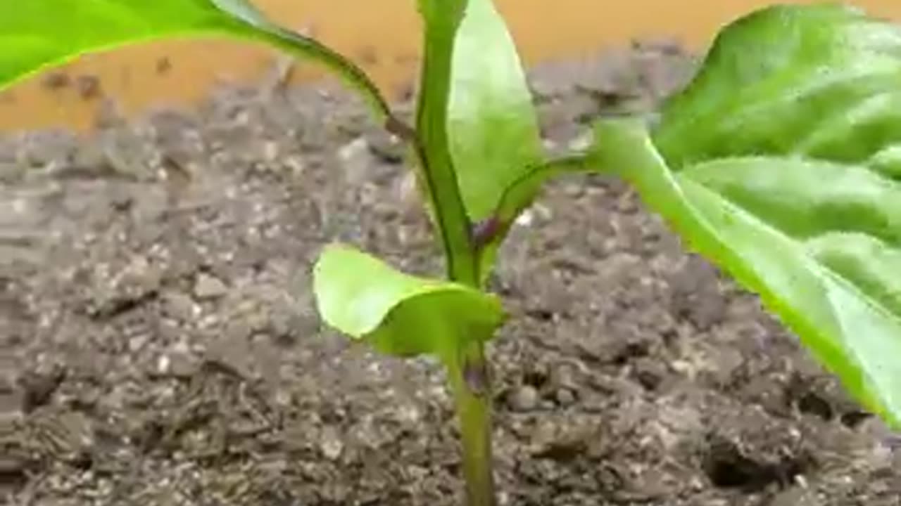 timelapse - Purple Bell Pepper 93 days