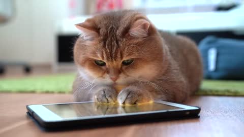 Games for Cats!