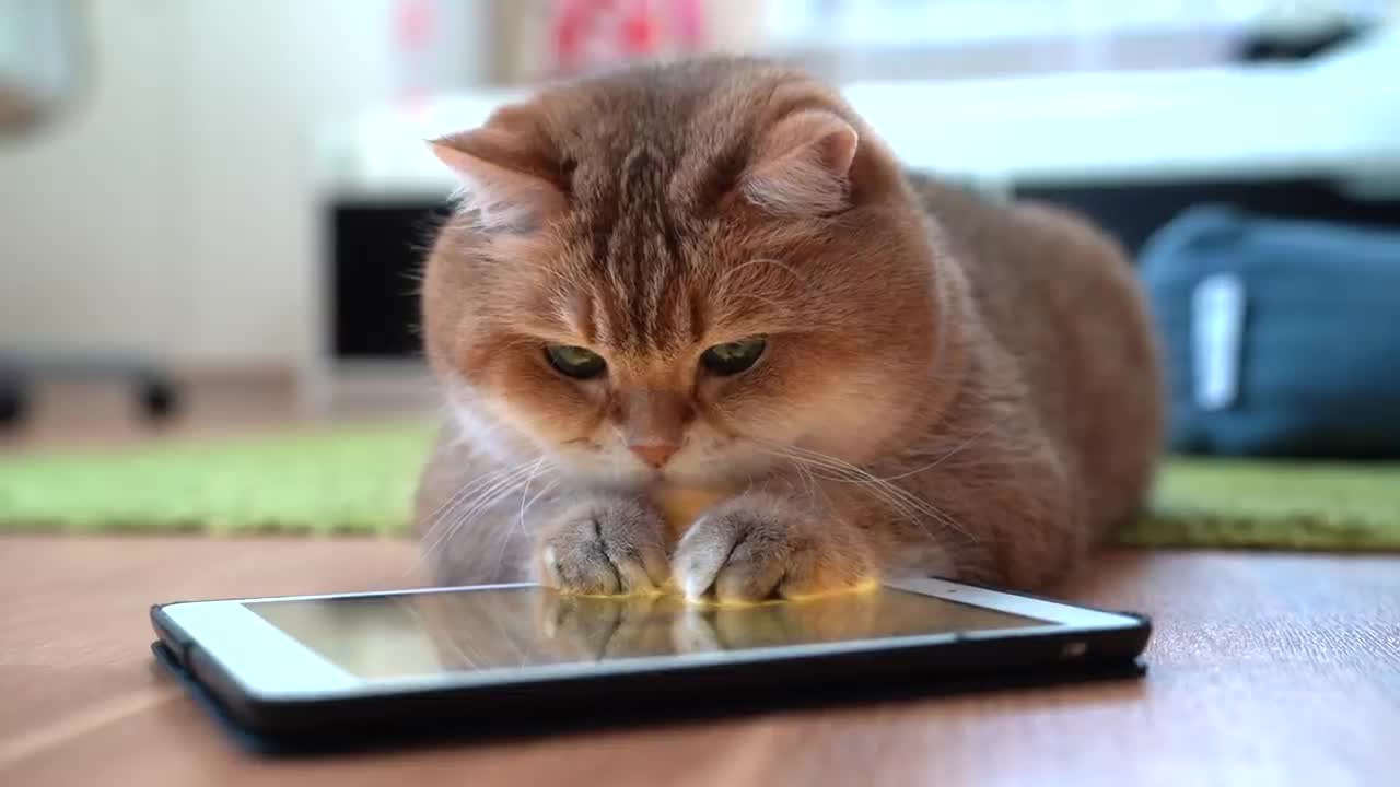 Games for Cats!