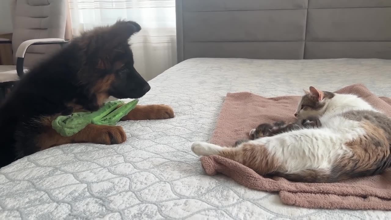 German Shepherd Puppy Meets Mom Cat with Newborn Kittens for the First Time