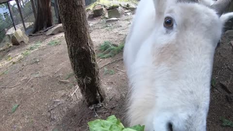 Mountain Goats Munch On Crispy Lettuce