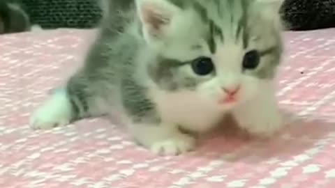 Very cute kitten