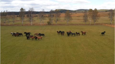 Animal exercise, exercise of animals, horse running