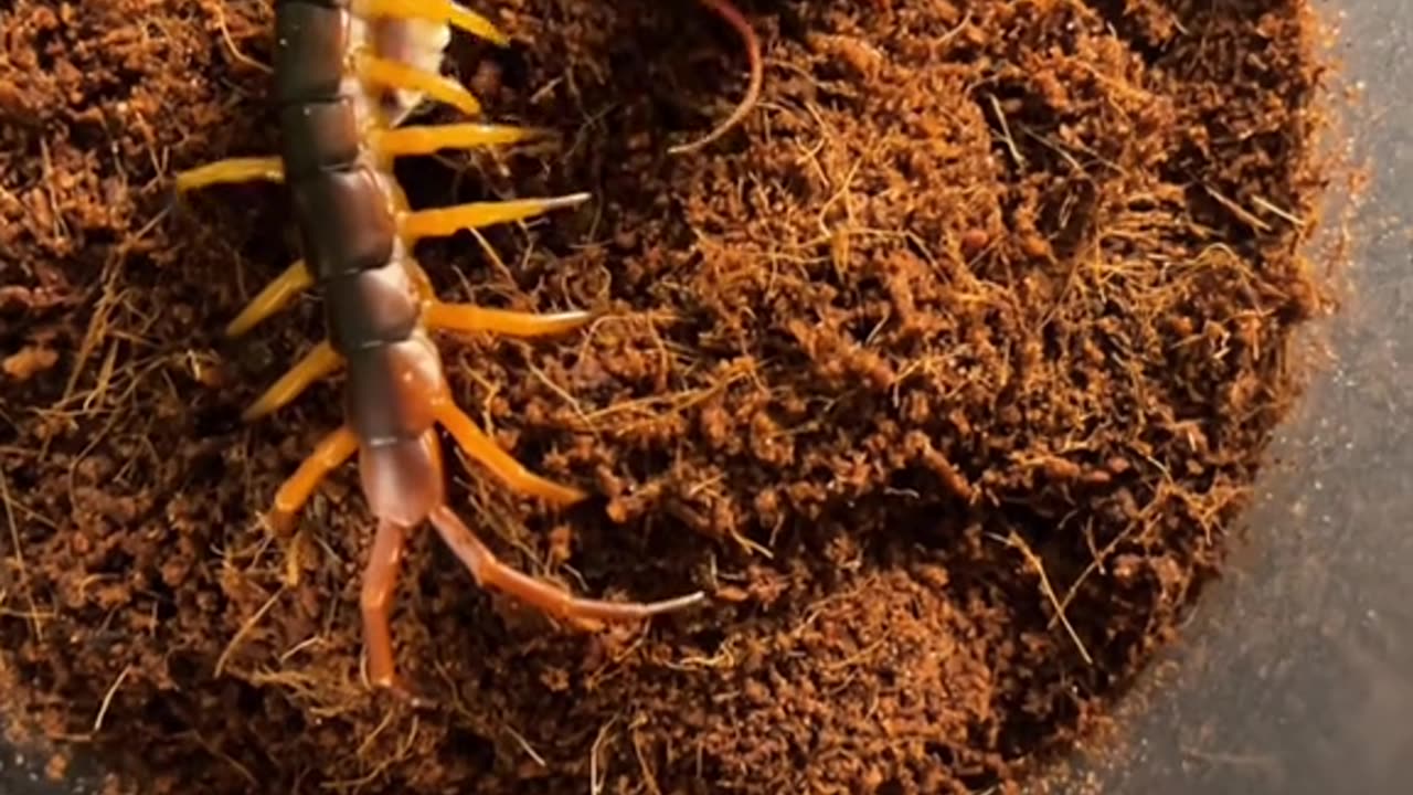 Vietnamese Giant Centipede