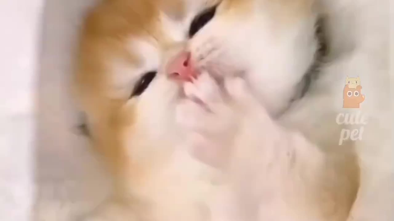 Cutest cat video you ever see😺💓💞