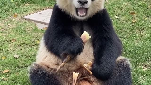 After watching the video, I decided to buy bamboo shoots to eat