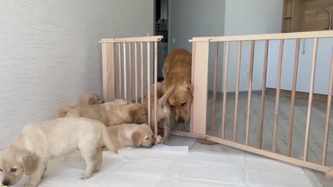 Golden Retriever Dad Meets His 11 Puppies.