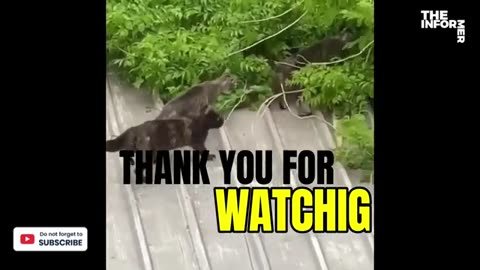 Funny video animals.