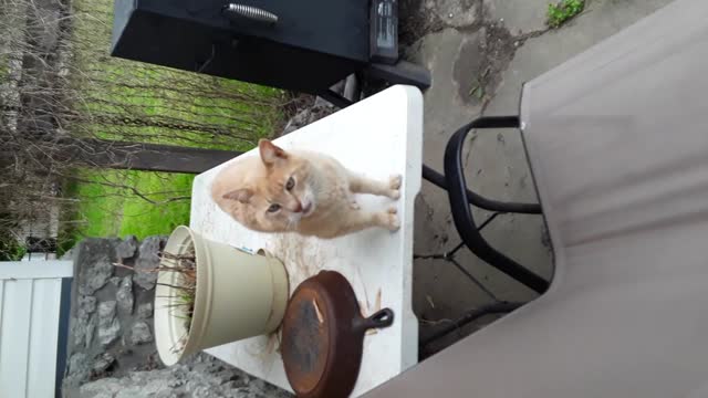 wow lol so cure cats znd gogs