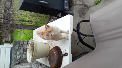 wow lol so cure cats znd gogs