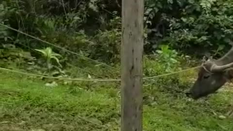 Men Work Together to Rescue a Bull in a Well