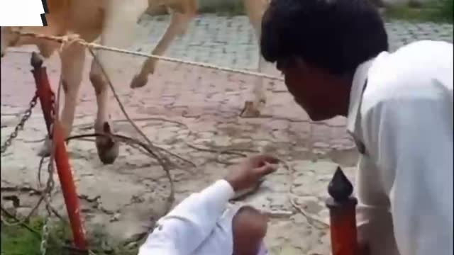 funny video of ox