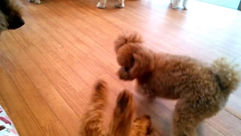 Dogs playing at Dog Heart animal cafe in Tokyo