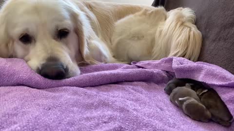 Golden Retriever and Baby Bunnies 9 days old [3 of 4 Bunnies Open Their Eyes]