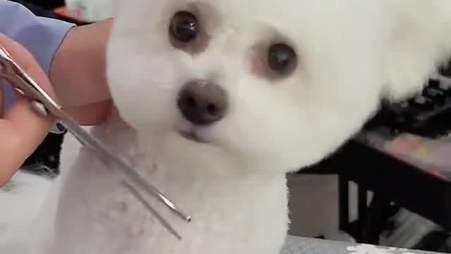 beautiful dog