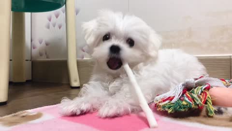 cute puppy is eating dog gum