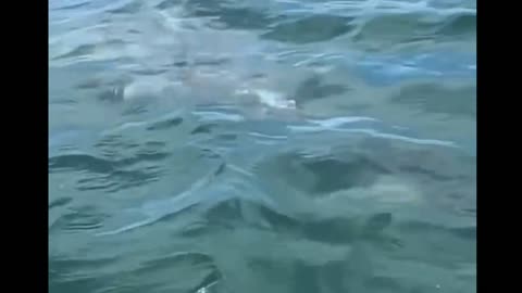 Biggest hammerhead ever