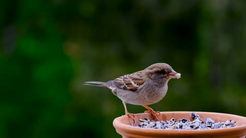 Sparrow Sound Effect