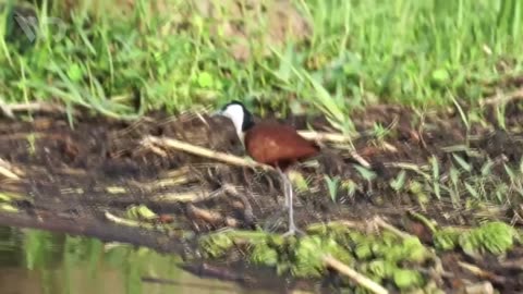 JACANA